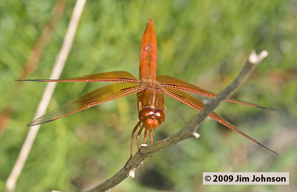 Libellula saturata 20070519_0105, Flame Skimmer