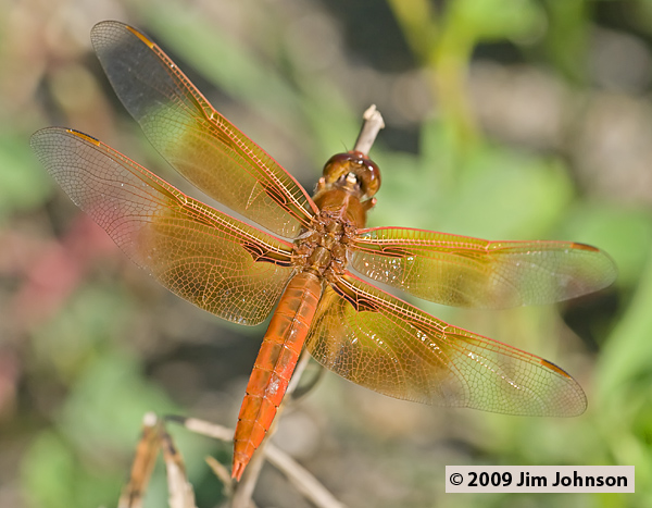 Libellula saturata 20070519_0111, Flame Skimmer