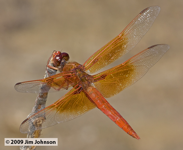 Libellula saturata 20090823_0058, Flame Skimmer