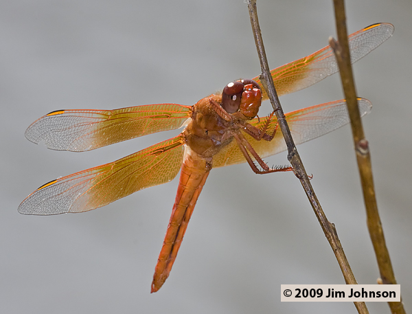 Libellula saturata 20090913_0051, Flame Skimmer