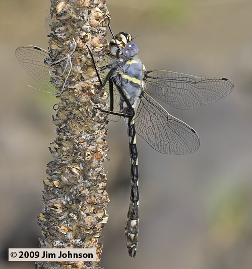 Macromia magnifica 20090701_0130, Western River Cruiser