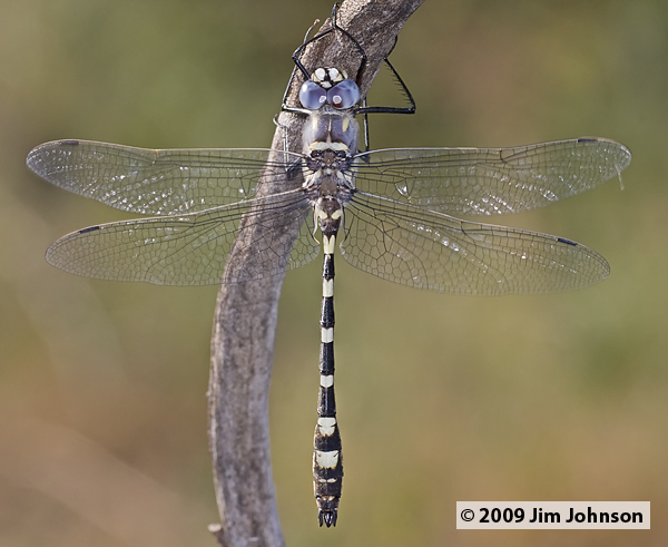 Macromia magnifica 20090702_0022, Western River Cruiser