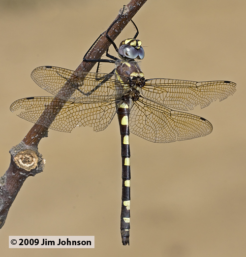 Macromia magnifica 20090823_0129, Western River Cruiser