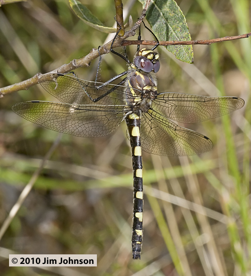Macromia magnifica 20100705_0022, Western River Cruiser