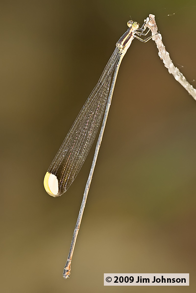 Mecistogaster ornata 20090502_0535