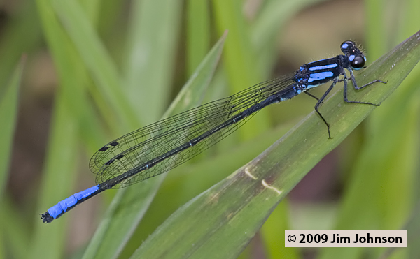 Mesamphiagrion dunklei 20091016_3259
