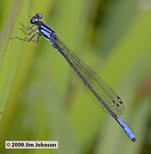 Mesamphiagrion dunklei 20091016_3265