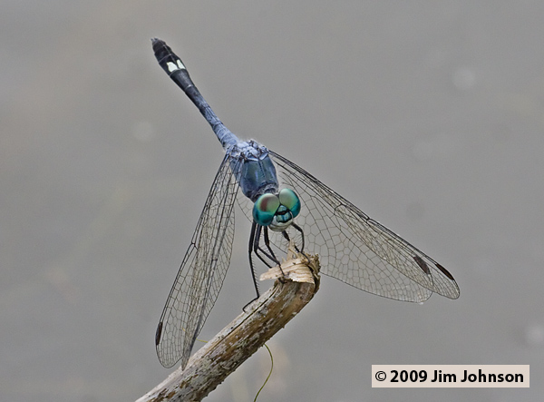 Micrathyria aequalis 20080410_1730, Spot-tailed Dasher