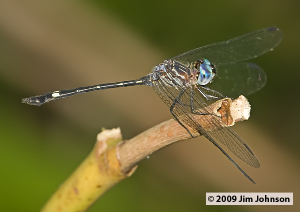 Micrathyria dictynna 20090506_0074