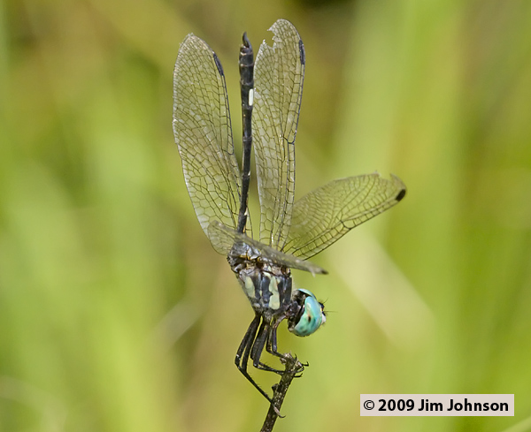 Micrathyria ocellata 20080410_1675