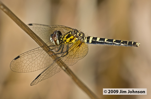 Nannothemis bella 20080509_0016, Elfin Skimmer