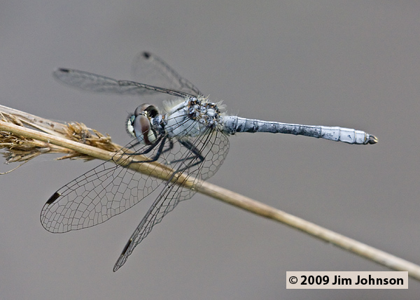 Nannothemis bella 20080509_0195, Elfin Skimmer