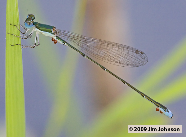 Nehalennia integricollis 20080510_0429, Southern Sprite