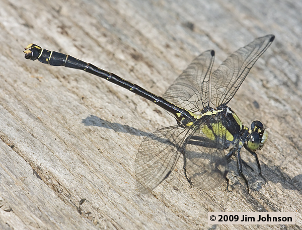 Octogomphus specularis 20080804_0025, Grappletail Octogomphus specularis 20080804_0025, Grappletail