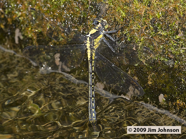 Female Octogomphus specularis (Grappletail) tail-dipping