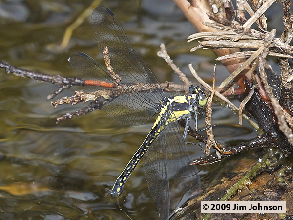 Female Octogomphus specularis (Grappletail) tail-dipping