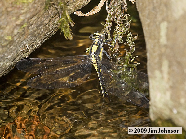 Female Octogomphus specularis (Grappletail) tail-dipping