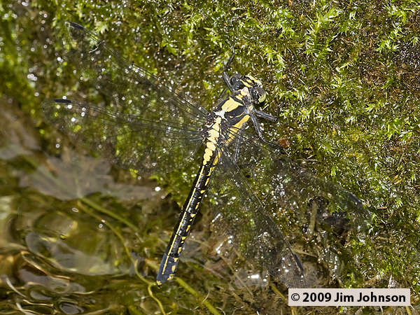 Female Octogomphus specularis (Grappletail) tail-dipping