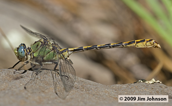 Ophiogomphus arizonicus 20070729_0385, Arizona Snaketail