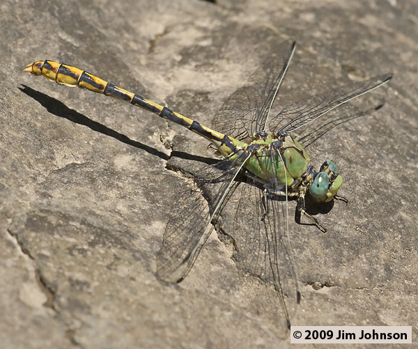Ophiogomphus arizonicus 20070729_0397, Arizona Snaketail