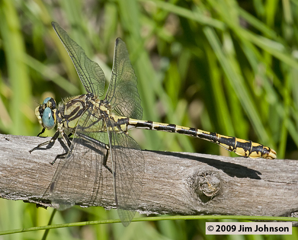 Ophiogomphus morrisoni 20070807_1323, Great Basin Snaketail
