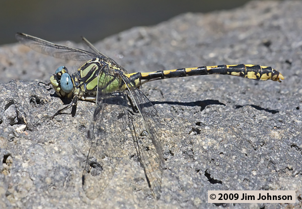 Ophiogomphus morrisoni 20080712_0004, Great Basin Snaketail