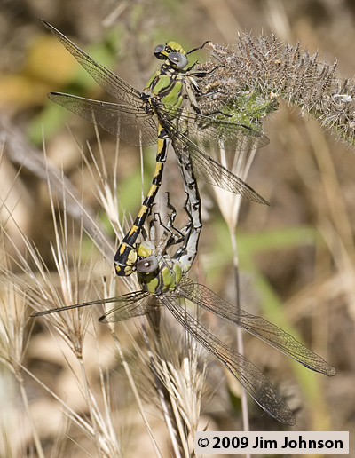 Ophiogomphus occidentis 20080614_0192, Sinuous Snaketail