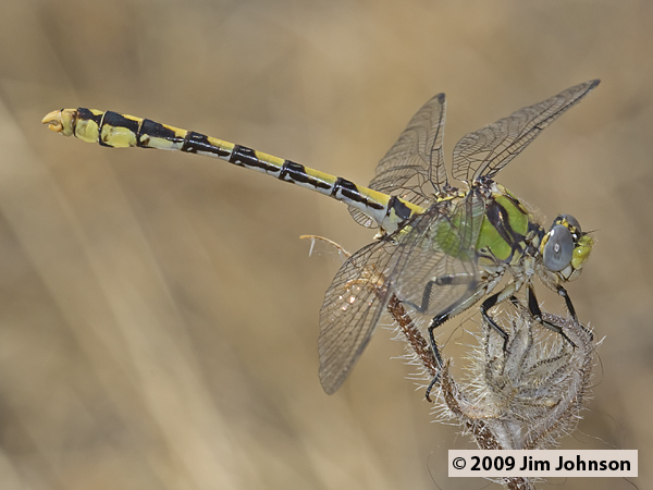 Ophiogomphus occidentis 20080614_0242, Sinuous Snaketail