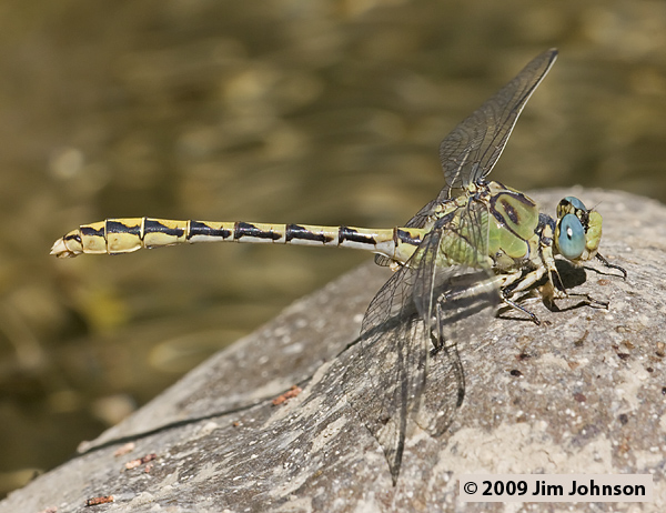 Ophiogomphus severus 20080803_0162, Pale Snaketail