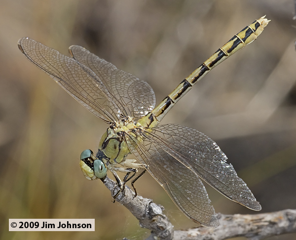 Ophiogomphus severus 20090802_0074, Pale Snaketail