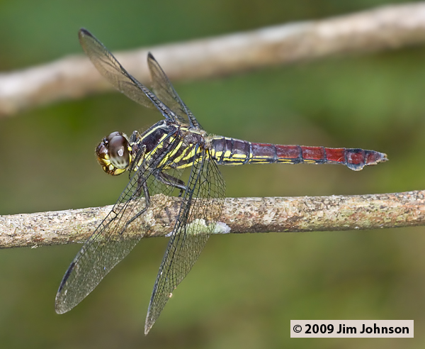 Orthemis biolleyi 20091014_2768