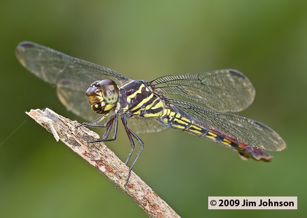Orthemis biolleyi 20091014_2771