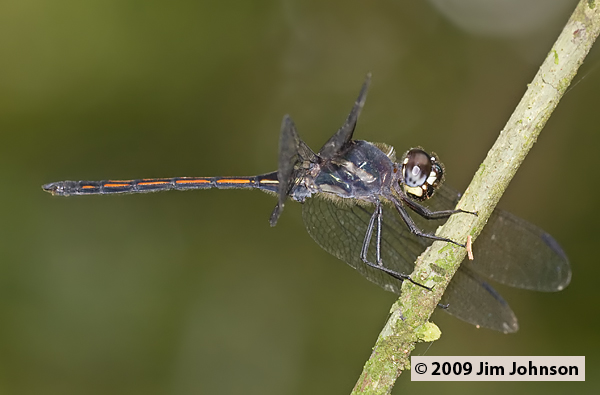 Orthemis cultriformis 20091010_1362