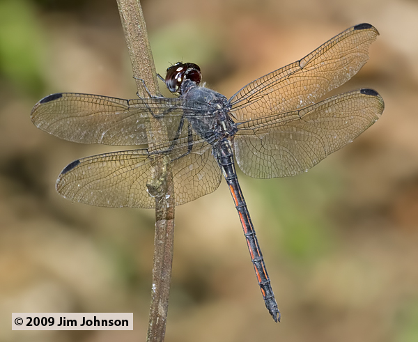 Orthemis cultriformis 20091012_1970