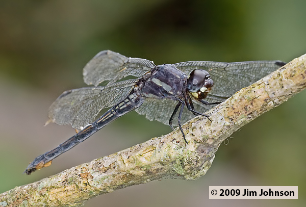 Orthemis cultriformis 20091012_2063