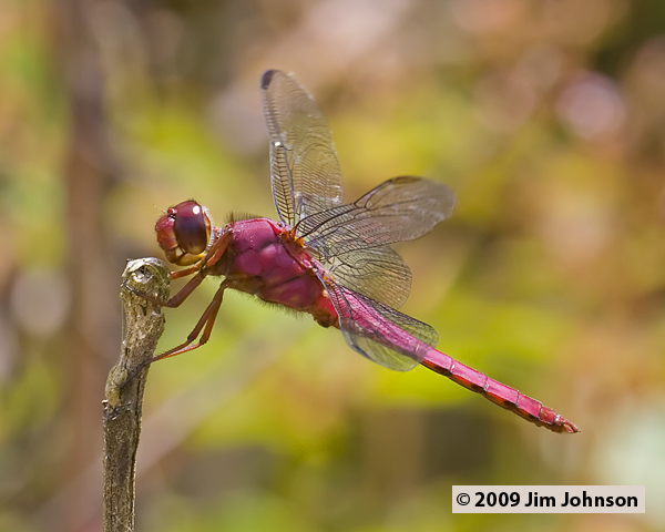 Orthemis discolor 20080403_0976, Carmine Skimmer