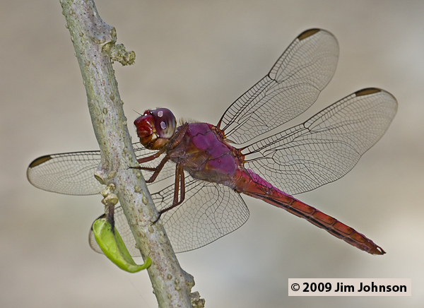 Orthemis discolor 20090504_0681, Carmine Skimmer