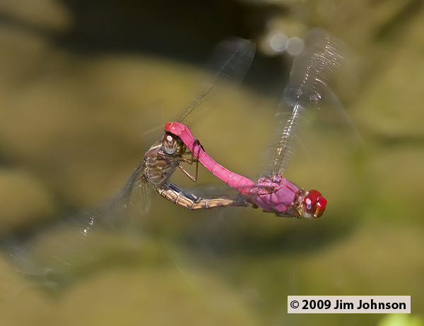 Orthemis discolor 20090504_0686, Carmine Skimmer