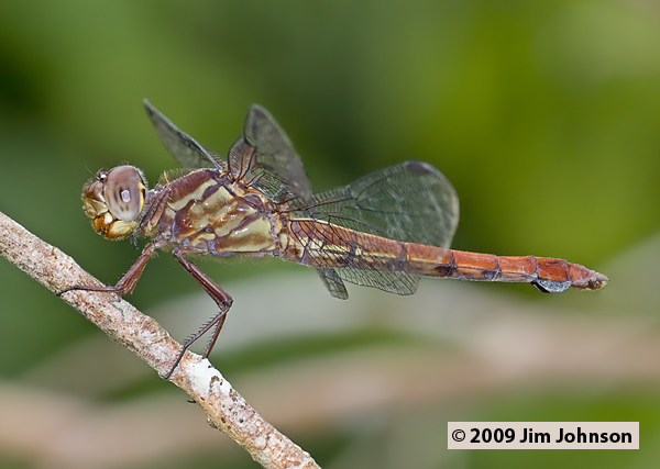 Orthemis discolor 20091014_2643, Carmine Skimmer