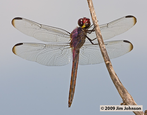 Orthemis sulphurata 20080412_1860