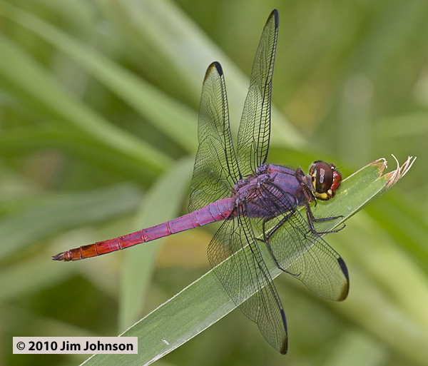 Orthemis sulphurata 20100223_0489