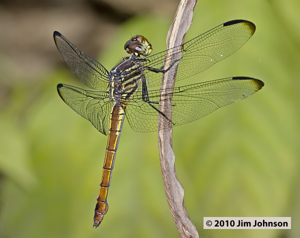 Orthemis sulphurata 20100307_1645