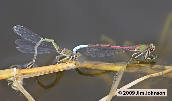 Oxyallagma dissidens 20080406_1064
