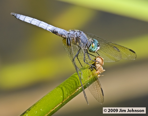 Pachydiplax longipennis 20070709_0004, Blue Dasher Pachydiplax longipennis 20070709_0004, Blue Dasher