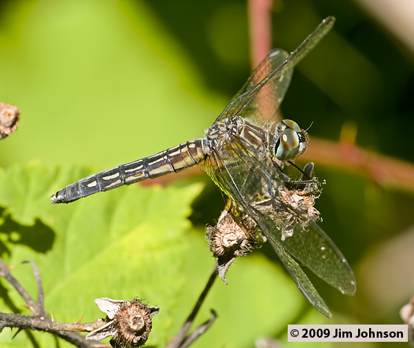Pachydiplax longipennis 20070709_0091, Blue Dasher Pachydiplax longipennis 20070709_0091, Blue Dasher