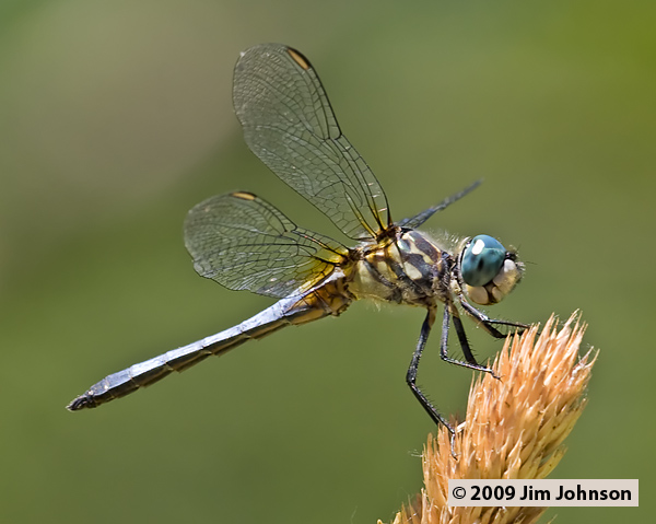 Pachydiplax longipennis 20070709_0113, Blue Dasher Pachydiplax longipennis 20070709_0113, Blue Dasher