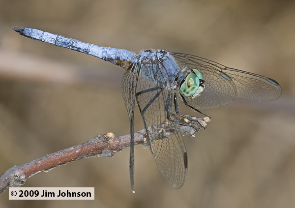 Pachydiplax longipennis 20090913_0010, Blue Dasher Pachydiplax longipennis 20090913_0010, Blue Dasher
