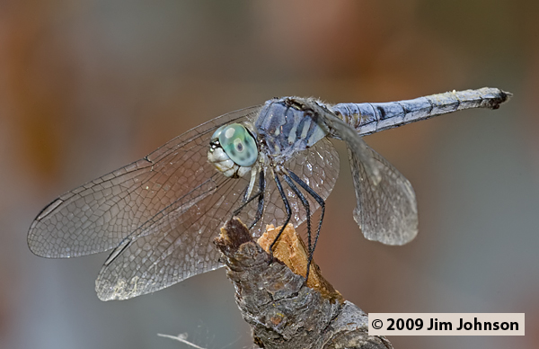Pachydiplax longipennis 20090913_0073, Blue Dasher Pachydiplax longipennis 20090913_0073, Blue Dasher