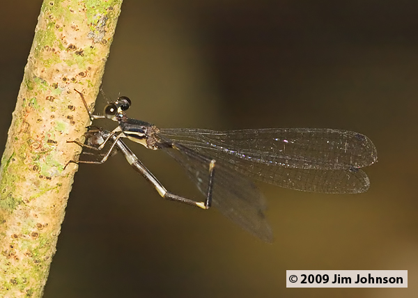 Palaemnema abbreviata 20091012_2111