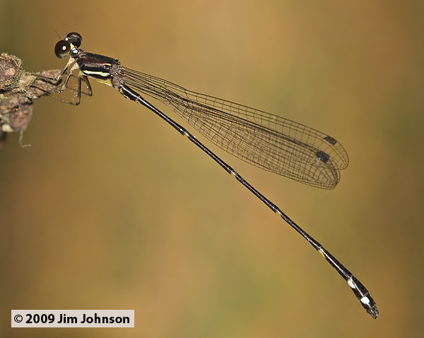 Palaemnema abbreviata 20091012_2113